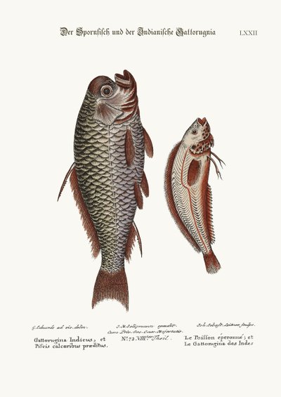 The Spur-Fish, and the Indian Gattorugina, 1749-73 by George Edwards